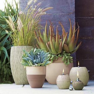 vasos de plantas
